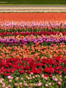 Flower Plant Flowering Plant Field