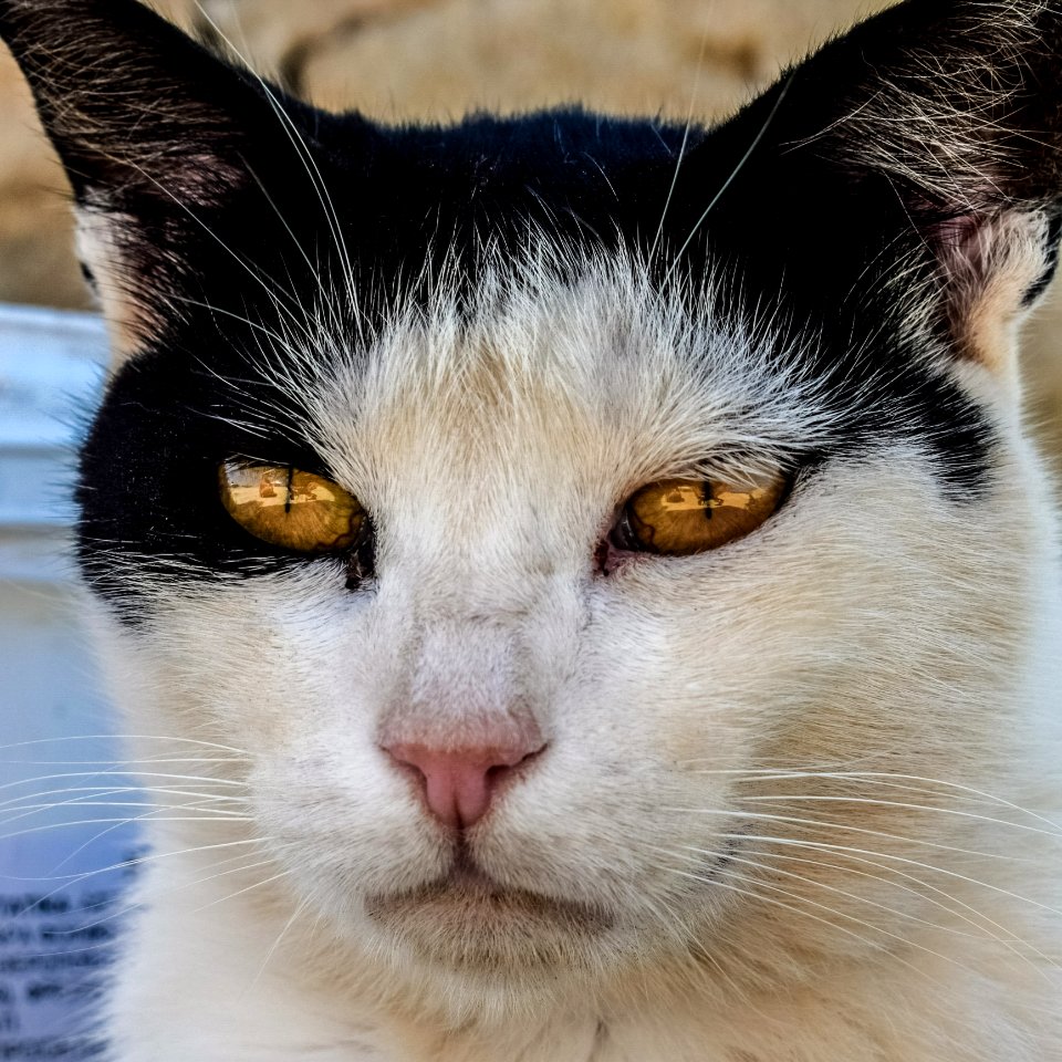 Cat Face Whiskers Nose