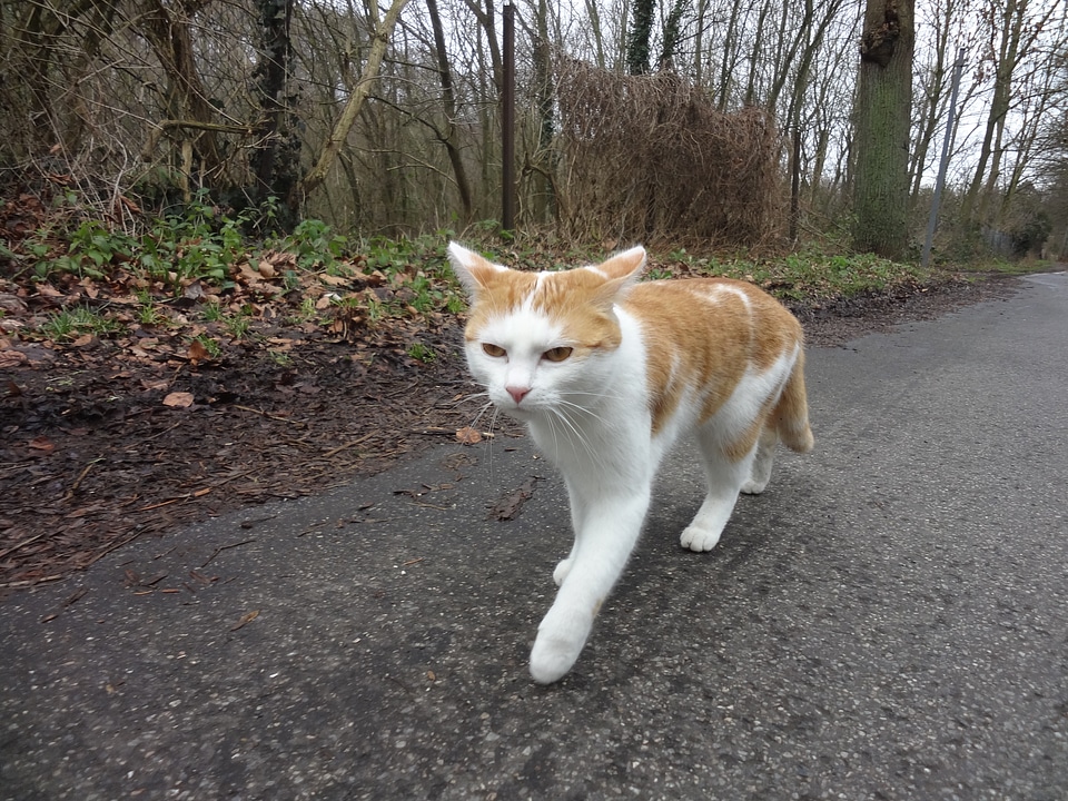 Domestic cat out fur