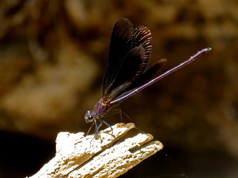Dragonfly Insect Dragonflies And Damseflies Invertebrate