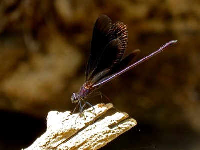 Dragonfly Insect Dragonflies And Damseflies Invertebrate