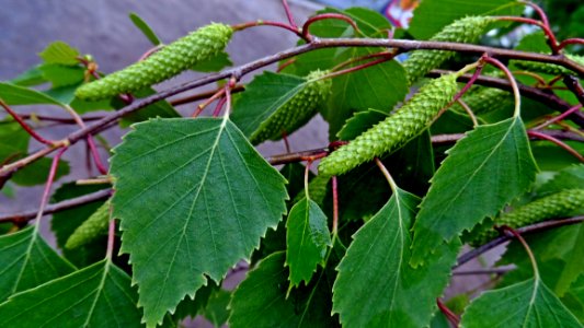 Plant Leaf Tree Nettle Family