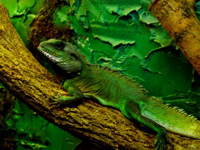 Reptile Green Scaled Reptile Iguana photo
