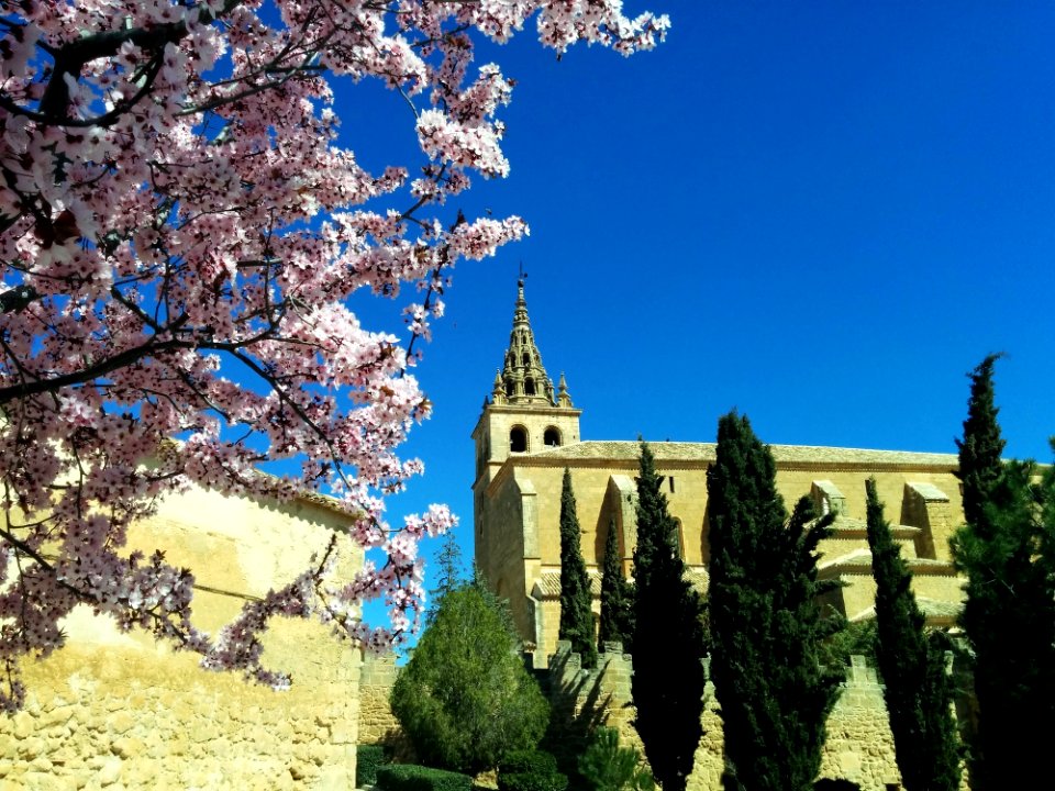 Sky Landmark Tree Flower
