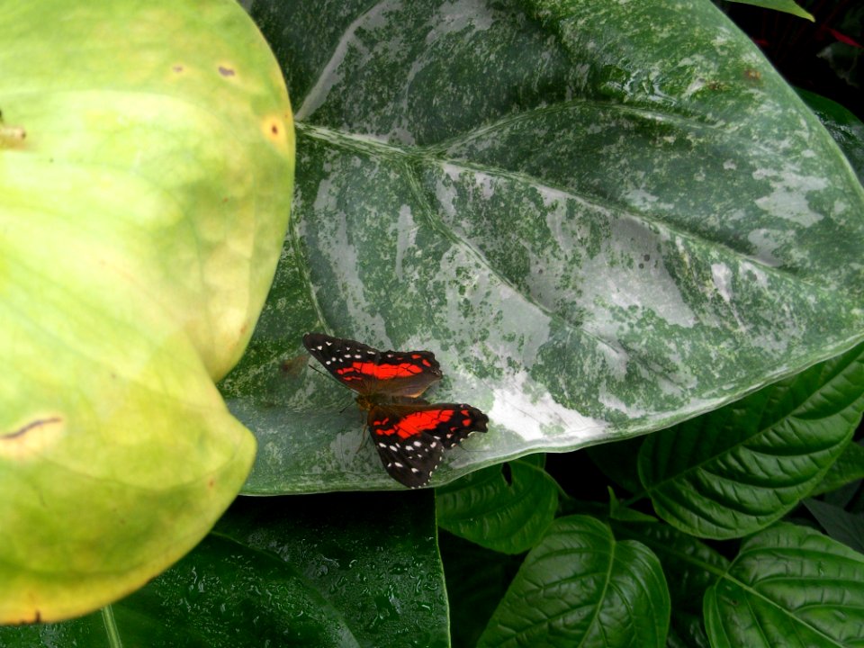 Leaf Fauna Insect Organism