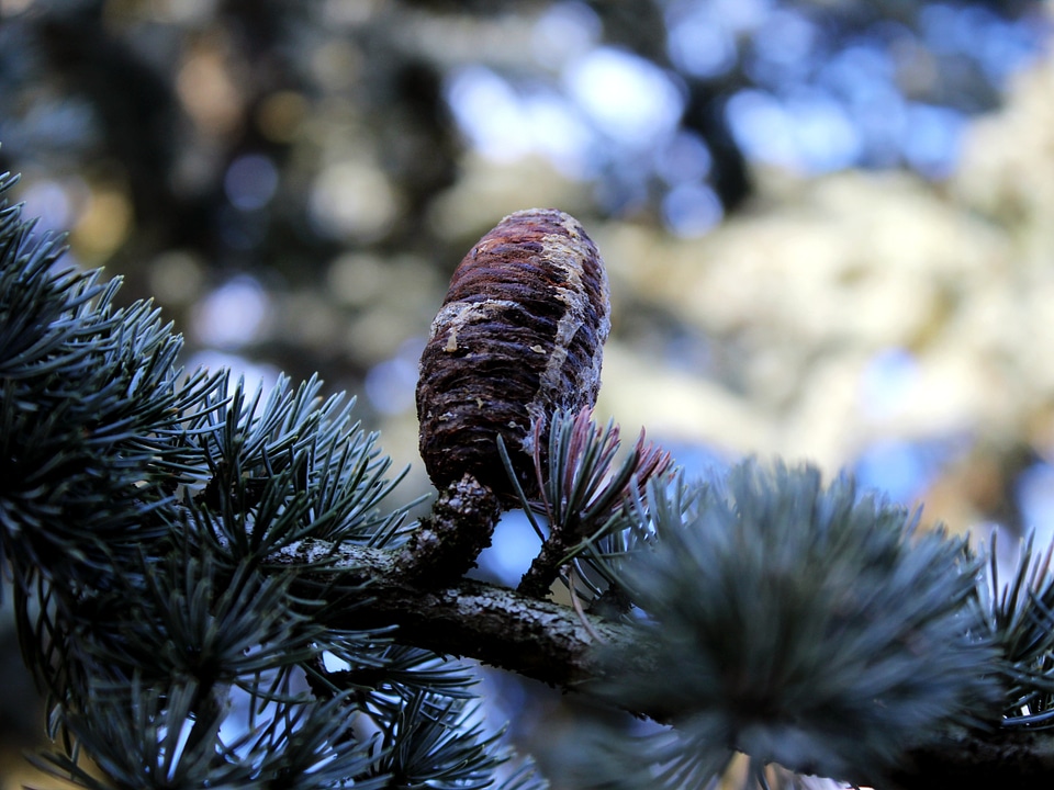 Fir tree tap winter