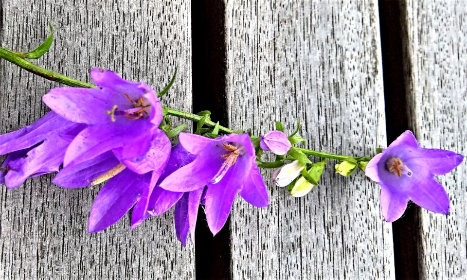 Flower Flora Purple Violet