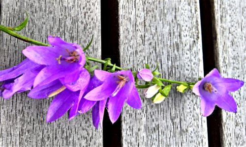 Flower Flora Purple Violet photo