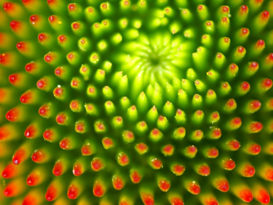 Green Pattern Organism Symmetry
