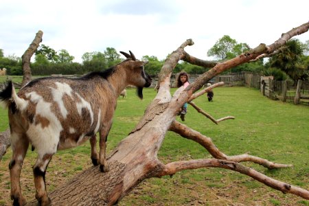 Goats Goat Fauna Pasture