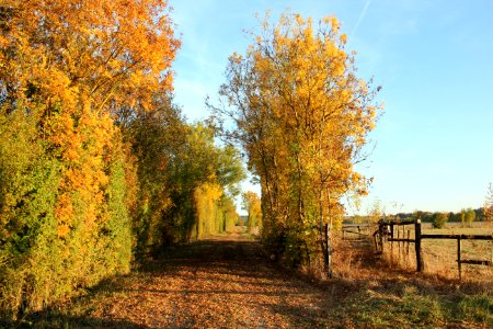 Nature Yellow Leaf Tree