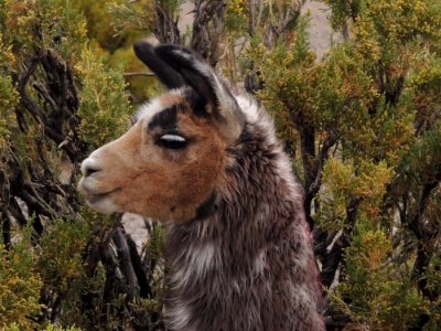 Goats Fauna Goat Feral Goat photo