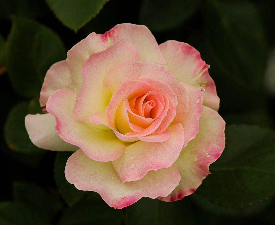 Yellow pink white