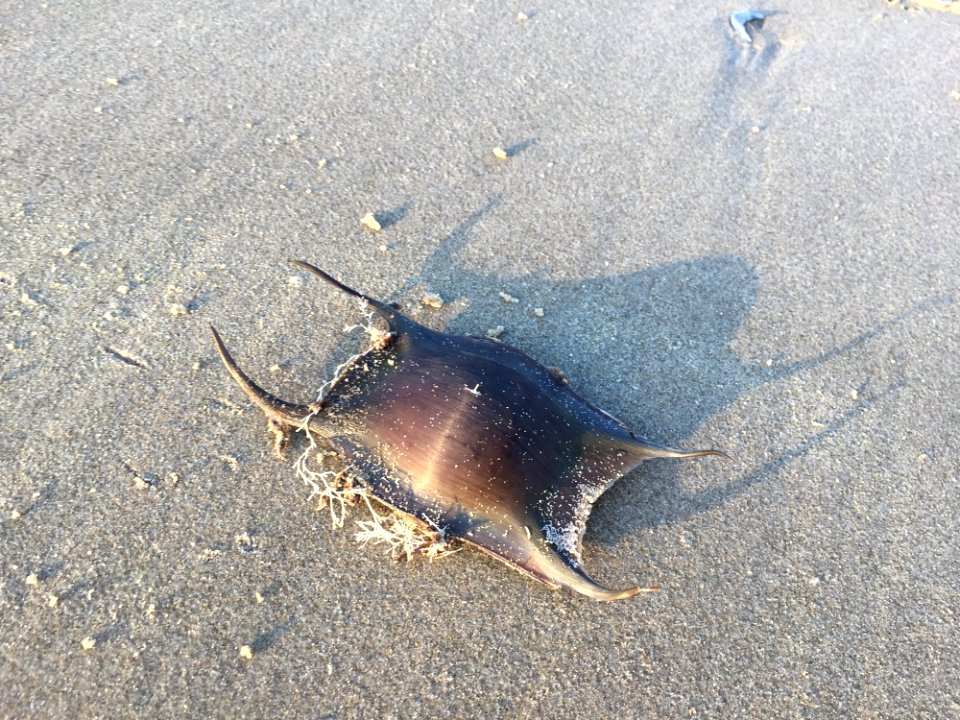 Fauna Organism Sand Fish