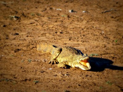 Fauna Ecosystem Soil Reptile