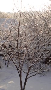 Snow Branch Winter Tree photo
