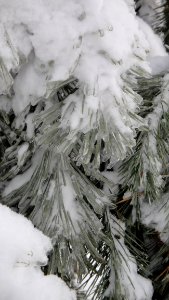 Freezing Winter Frost Tree photo