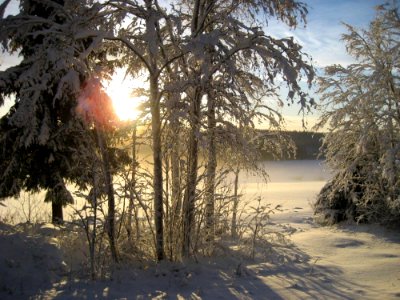 Winter Snow Sky Tree photo