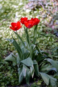Red Tulip Flower Arrangemnet photo