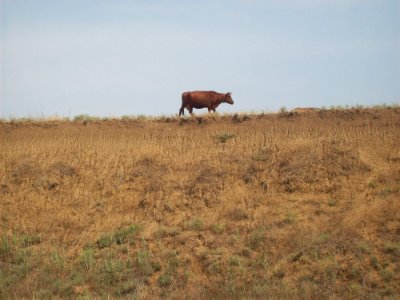 Brown Cow Standing On A Grass Field