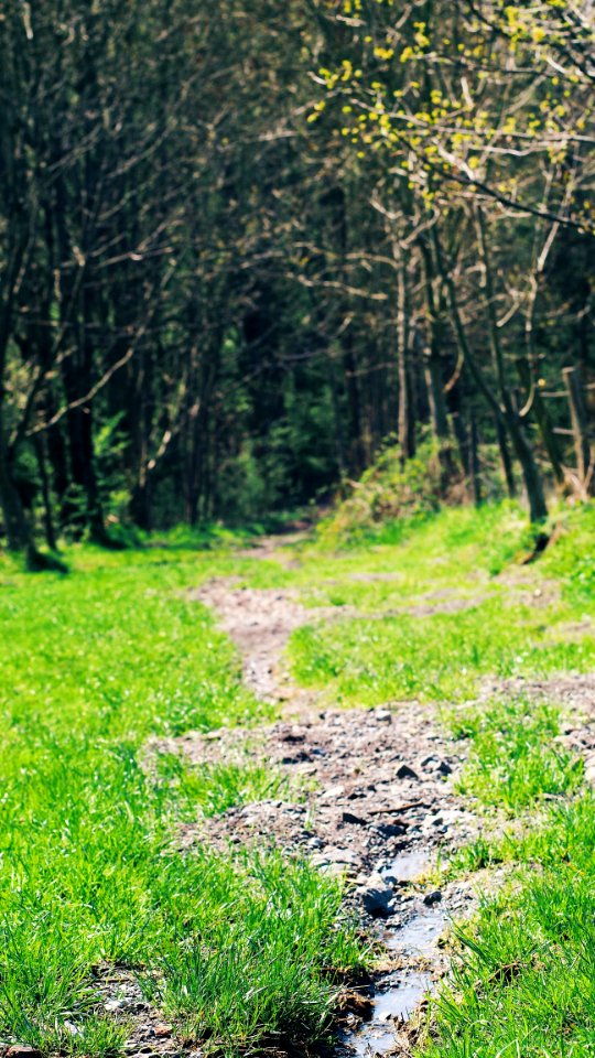 Green Grass Near Leafed Trees