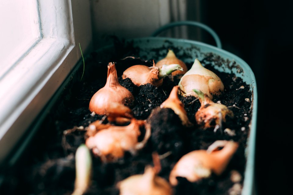 White Onions On Soil