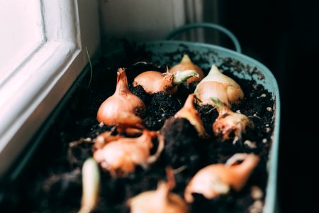 White Onions On Soil