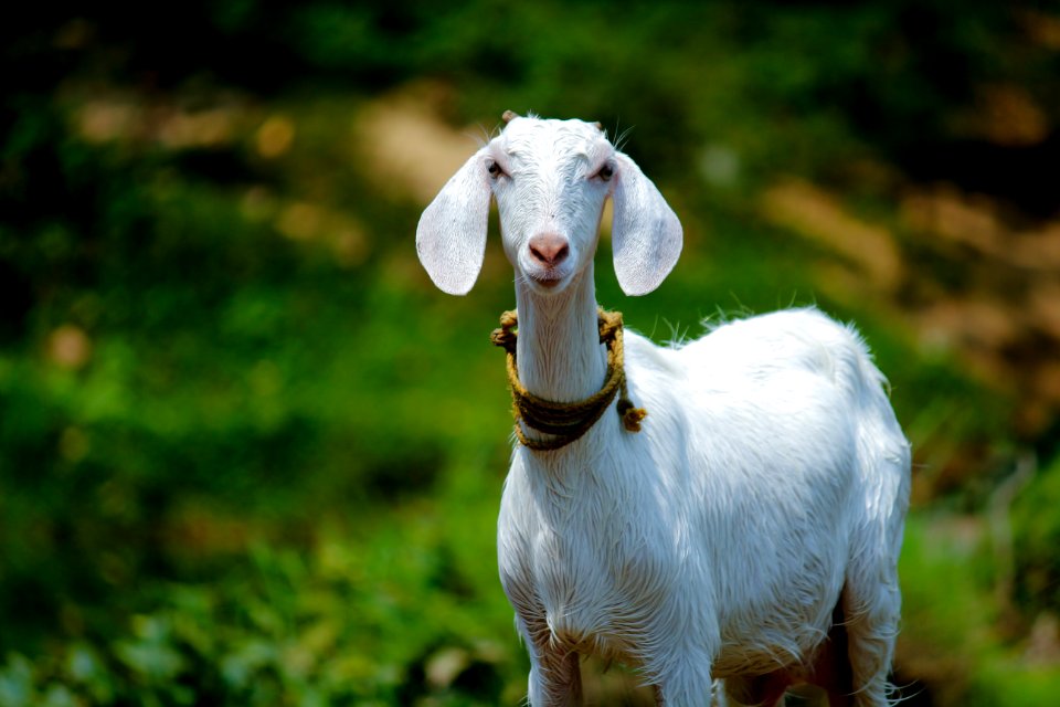Selective Focus Photography Of Goat