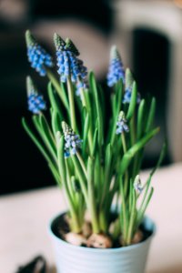 Close Up Photo Of Blue Flowers In Vase