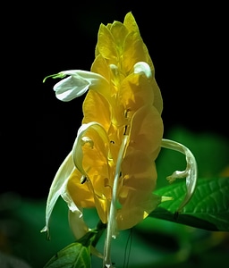 Beautiful decorative ornament