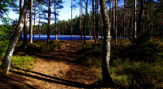 Photo Of Forest Flooring
