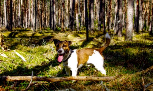 Adult Tan And White Jack Russell Terrier photo