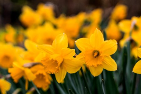 Yellow Daffodils In Selective Focus Photography photo