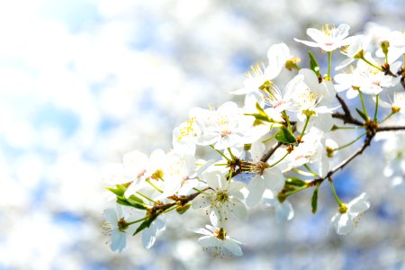 Selective Focus Photography Of White Cherry Blossom Flowers