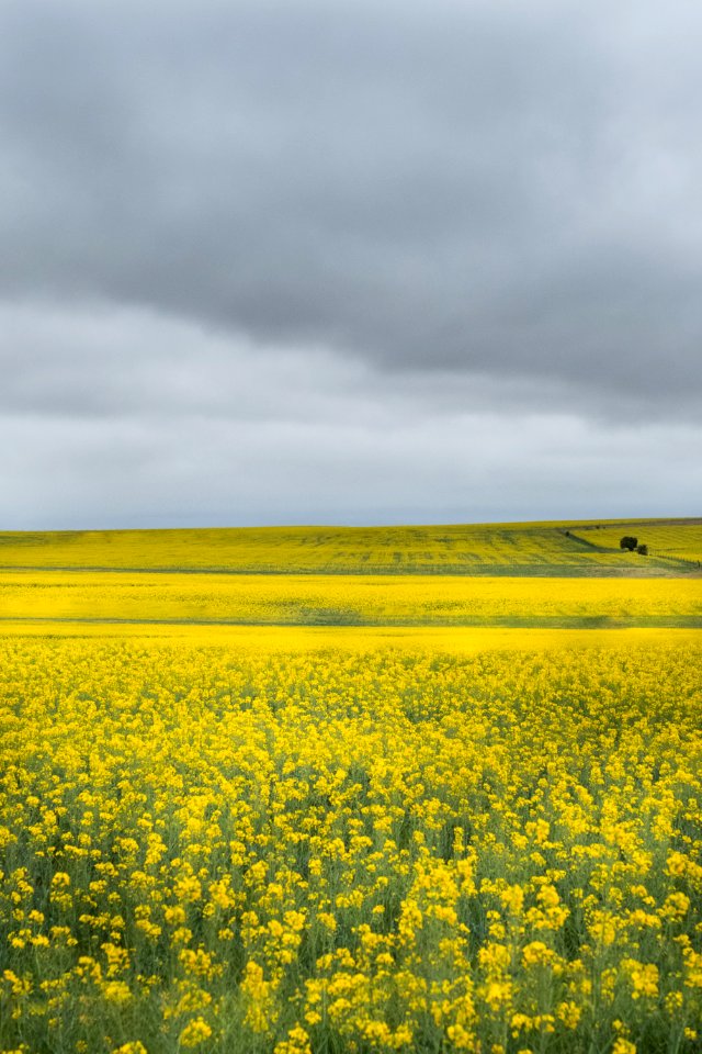 Photo Of Bed Of Yellow Petaled Flowers