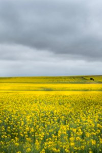 Photo Of Bed Of Yellow Petaled Flowers