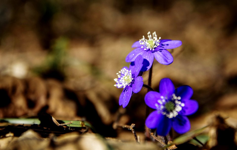 Selective Focus Photography Of Purple Petaled Flowers