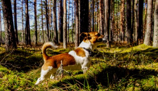 Medium Short-coated Tan And White Dog On Focus Photo photo