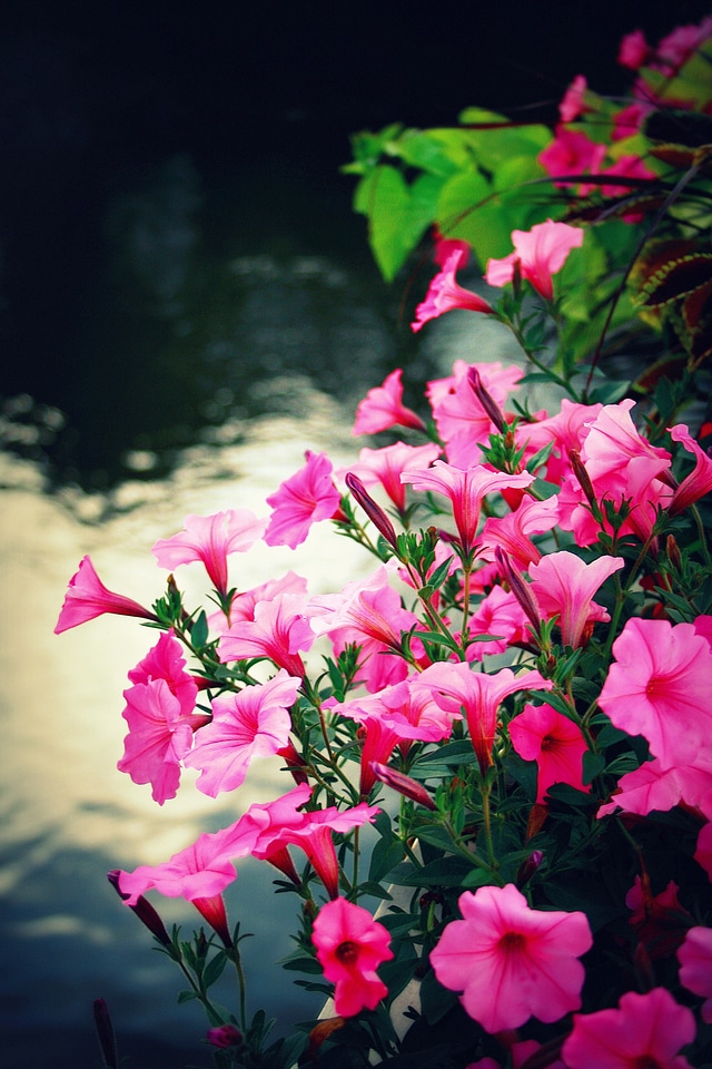 Nature plant summer