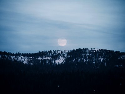 Pine Tress Photography