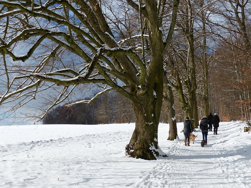 Snowy winter cold photo