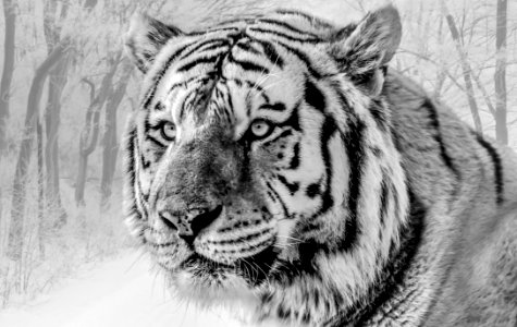 Wildlife Tiger Black And White Mammal