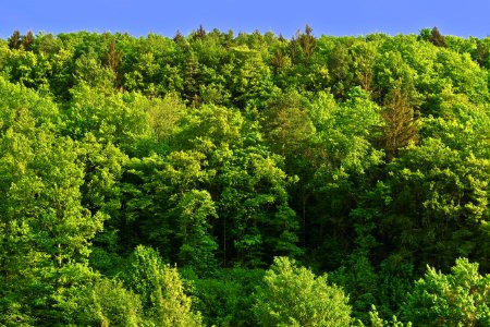 Vegetation Temperate Broadleaf And Mixed Forest Ecosystem Tropical And Subtropical Coniferous Forests photo