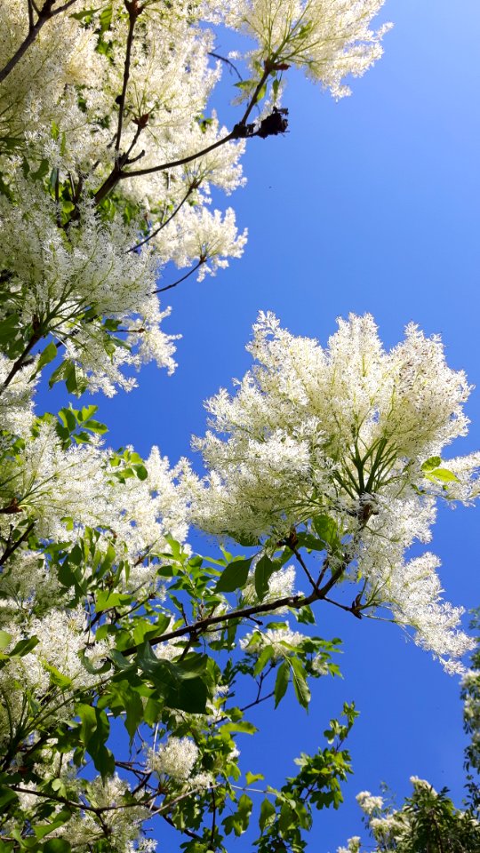 Sky Tree Spring Blossom photo