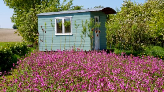 Flower House Plant Home photo