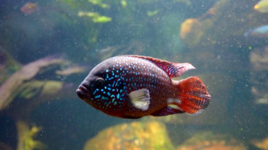 Water Fish Marine Biology Underwater photo