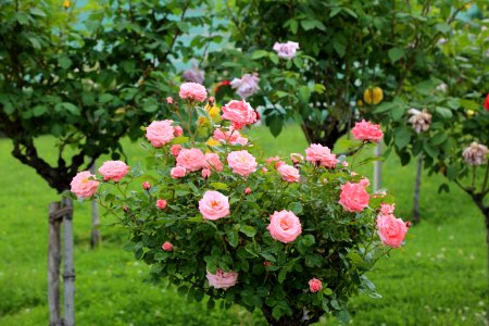 Flower Plant Rose Family Rose