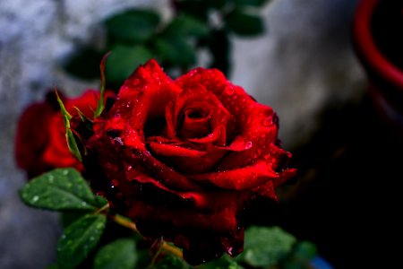 Red Rose Flower Rose Family