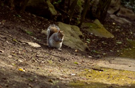 Fauna Mammal Wildlife Squirrel photo