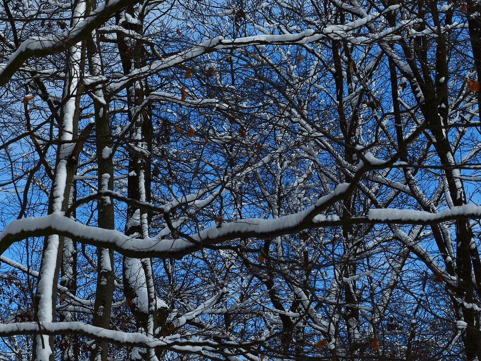 Branches aesthetic snow
